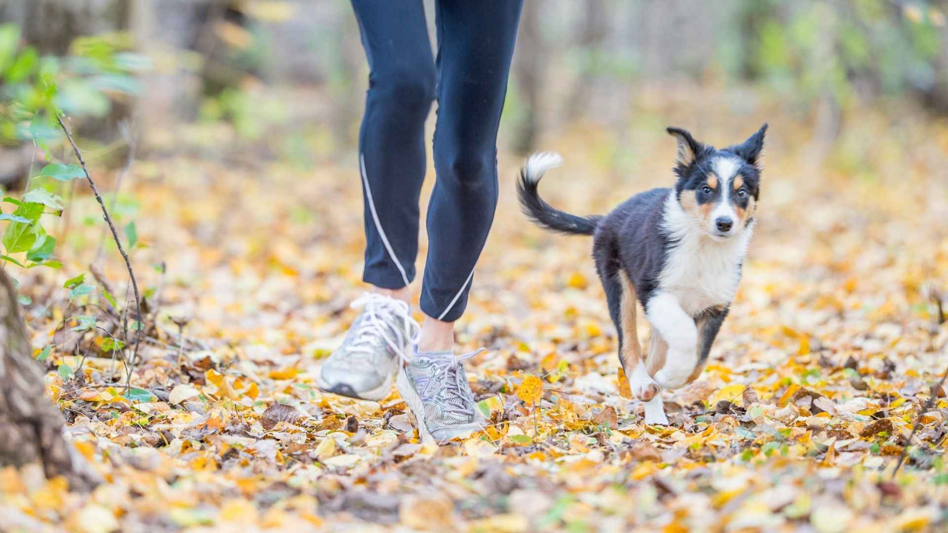 Small Dog Breeds for Running and Jogging