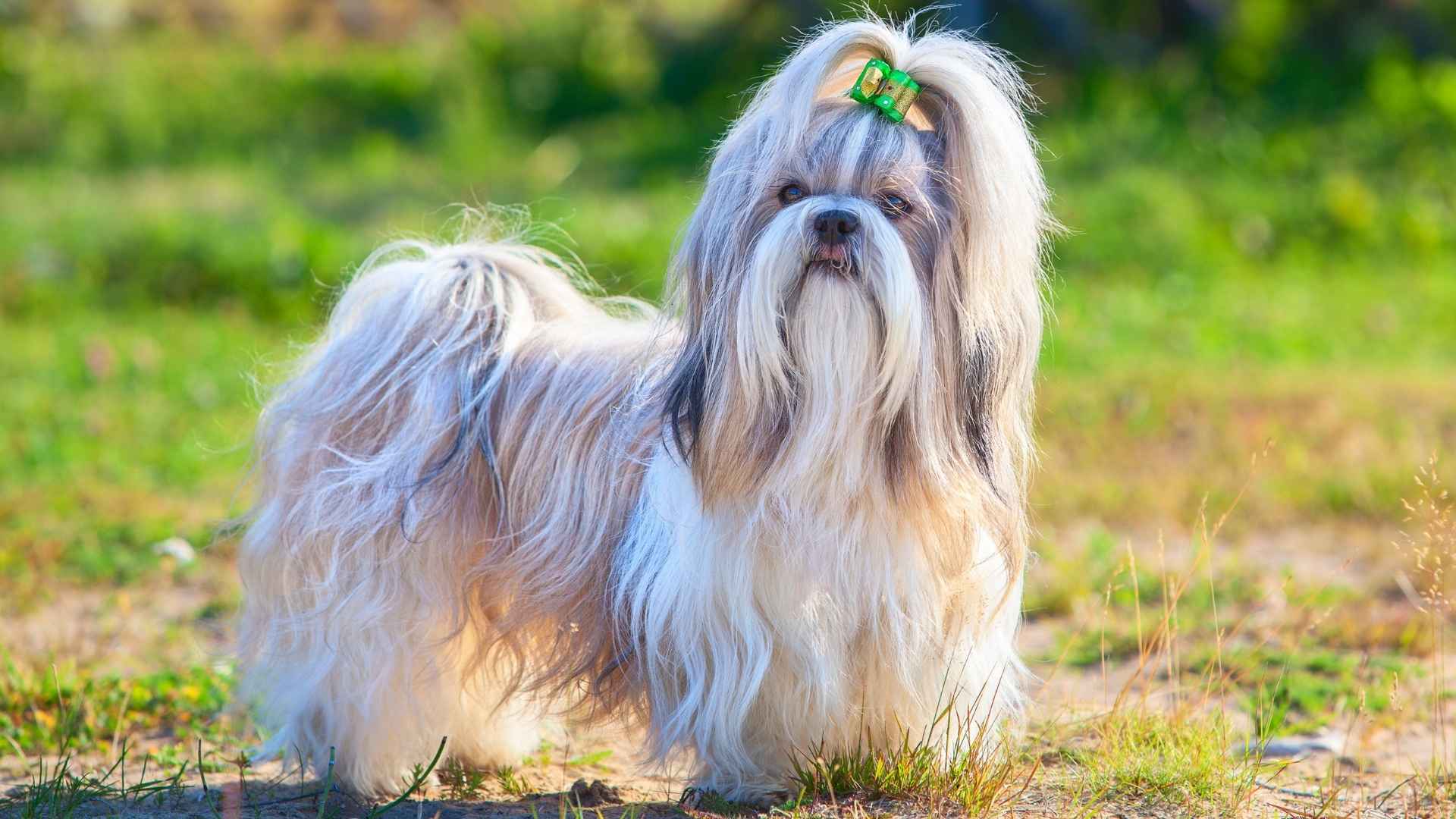 Small Dog Breeds with Long Hair