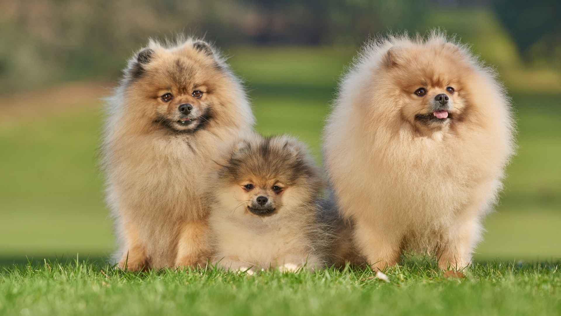 Small Fluffy Dog Breeds