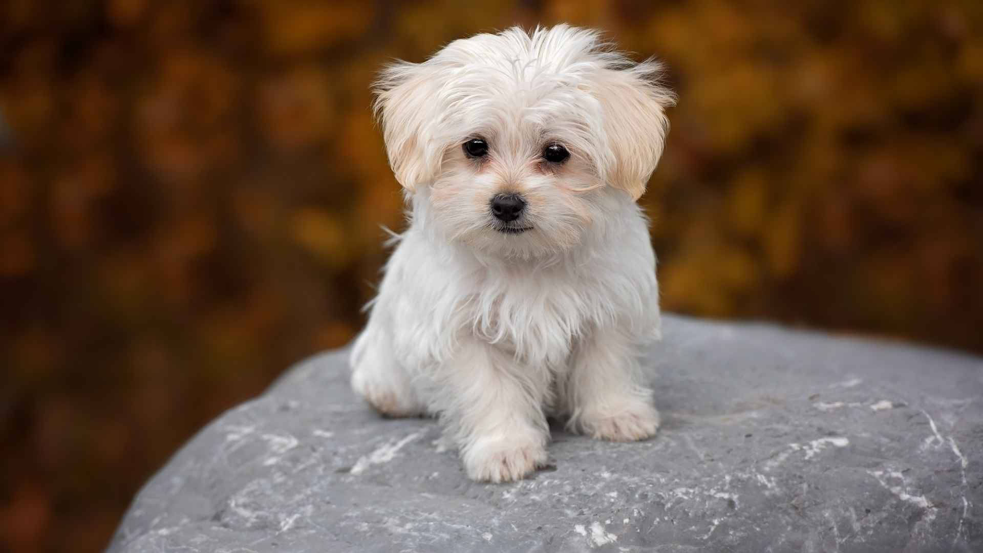 Smallest Dog Breeds In the World