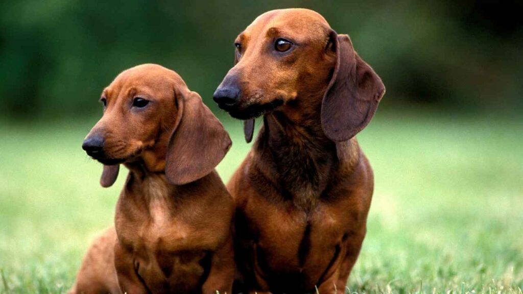 Smooth Dachshund