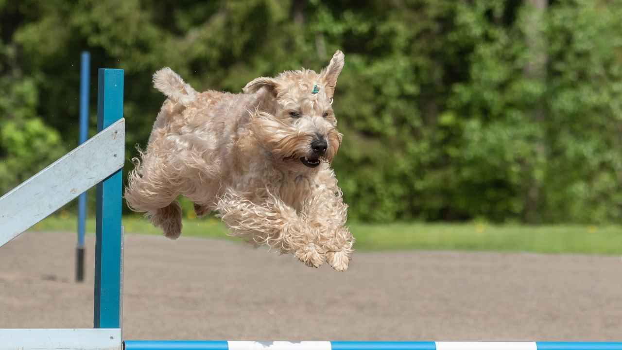 Soft Coated Wheaten Terrier