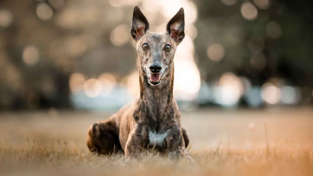 Spanish Greyhound