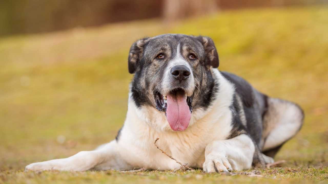 Spanish Mastiff