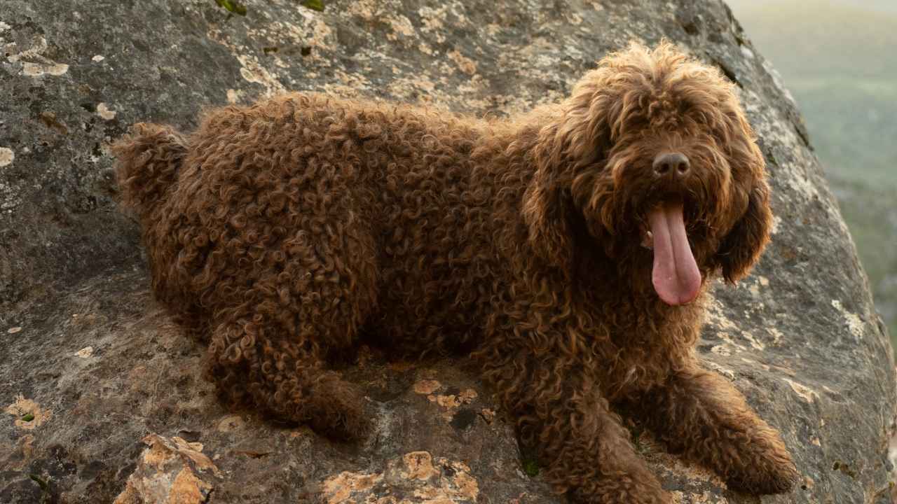 Spanish Water Dog