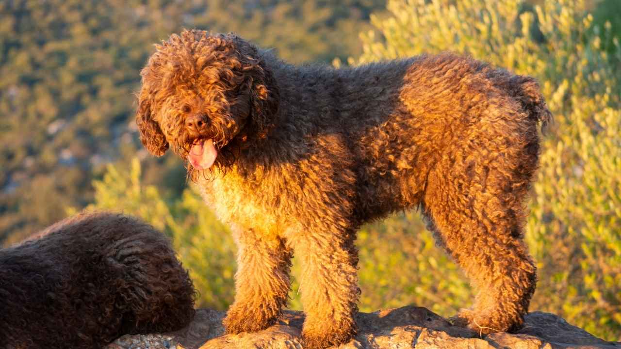 Spanish Water Dog