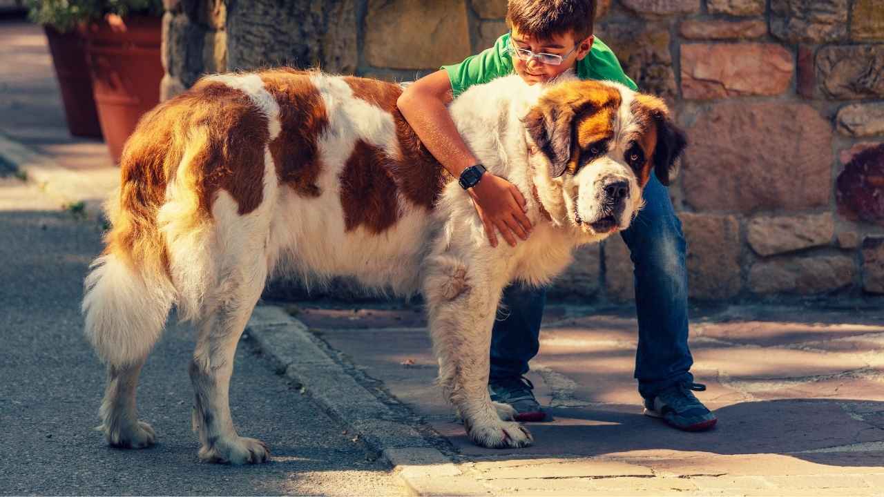 St. Bernard