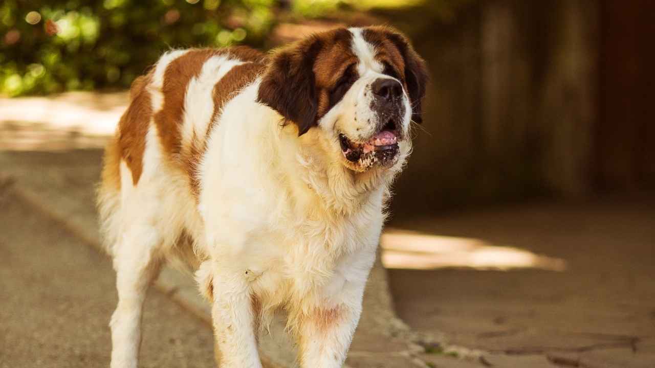 St. Bernard