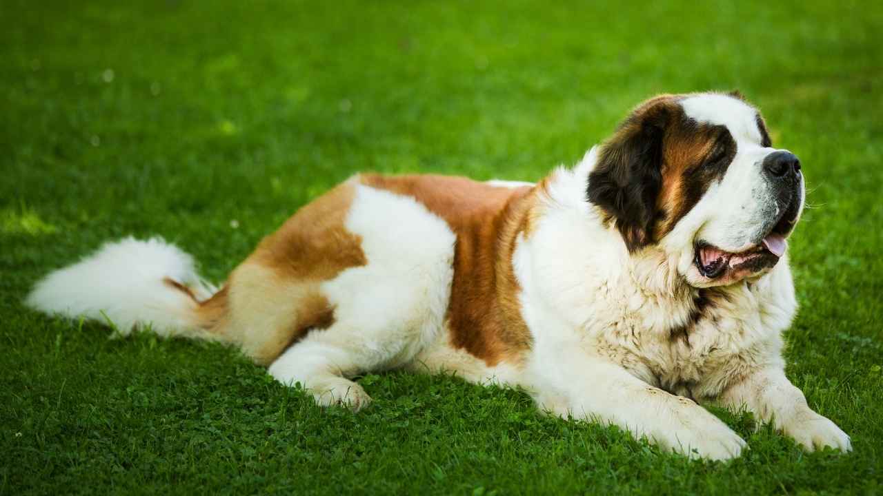 St. Bernard