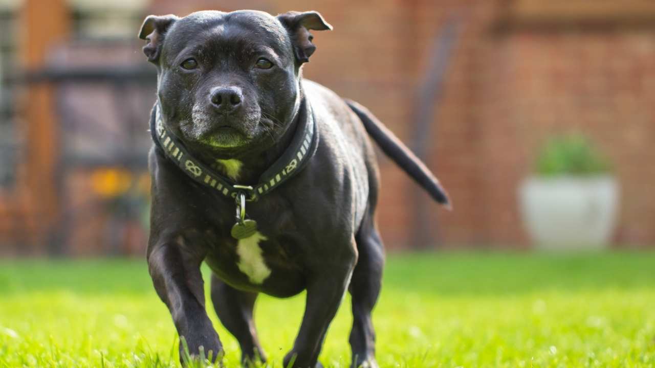 Staffordshire Bull Terrier