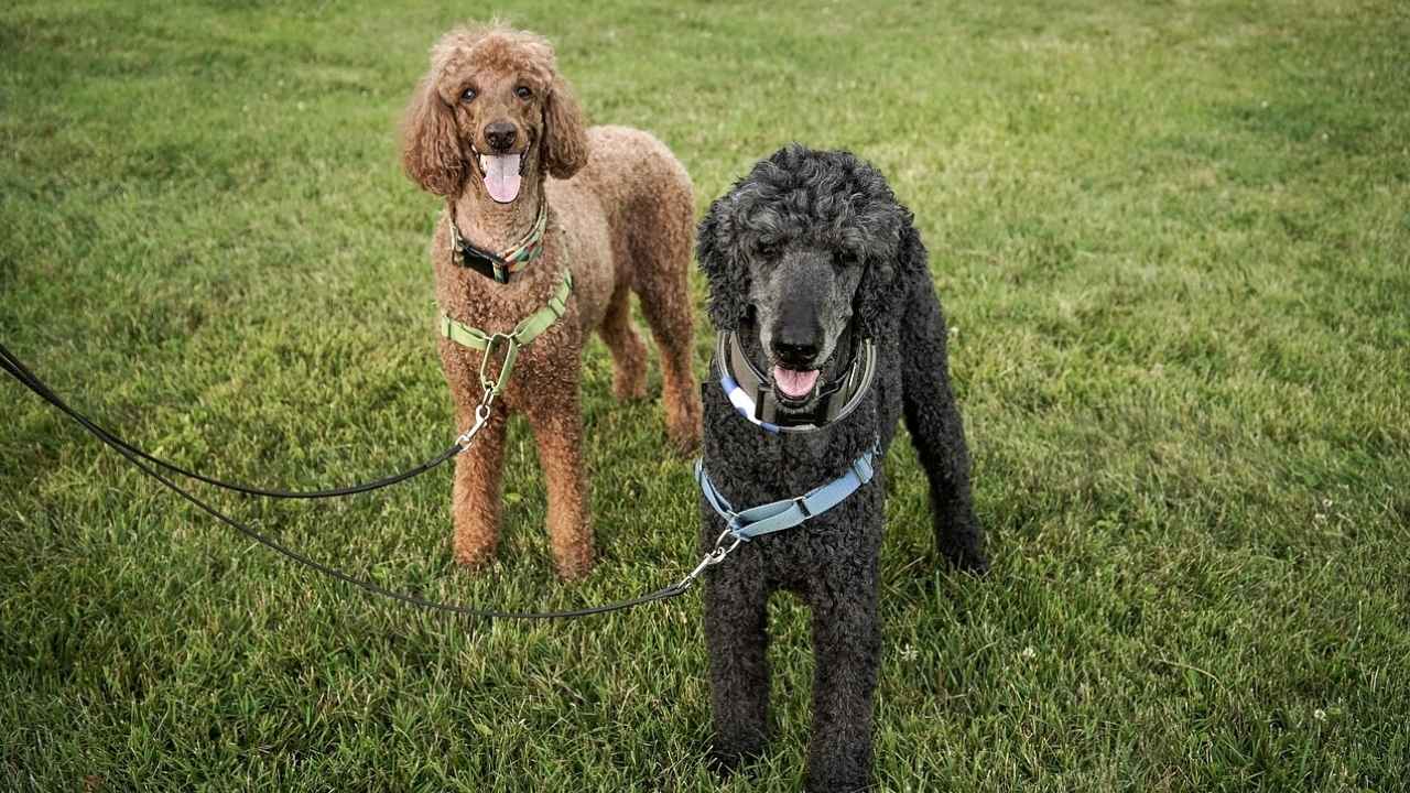 Standard Poodle