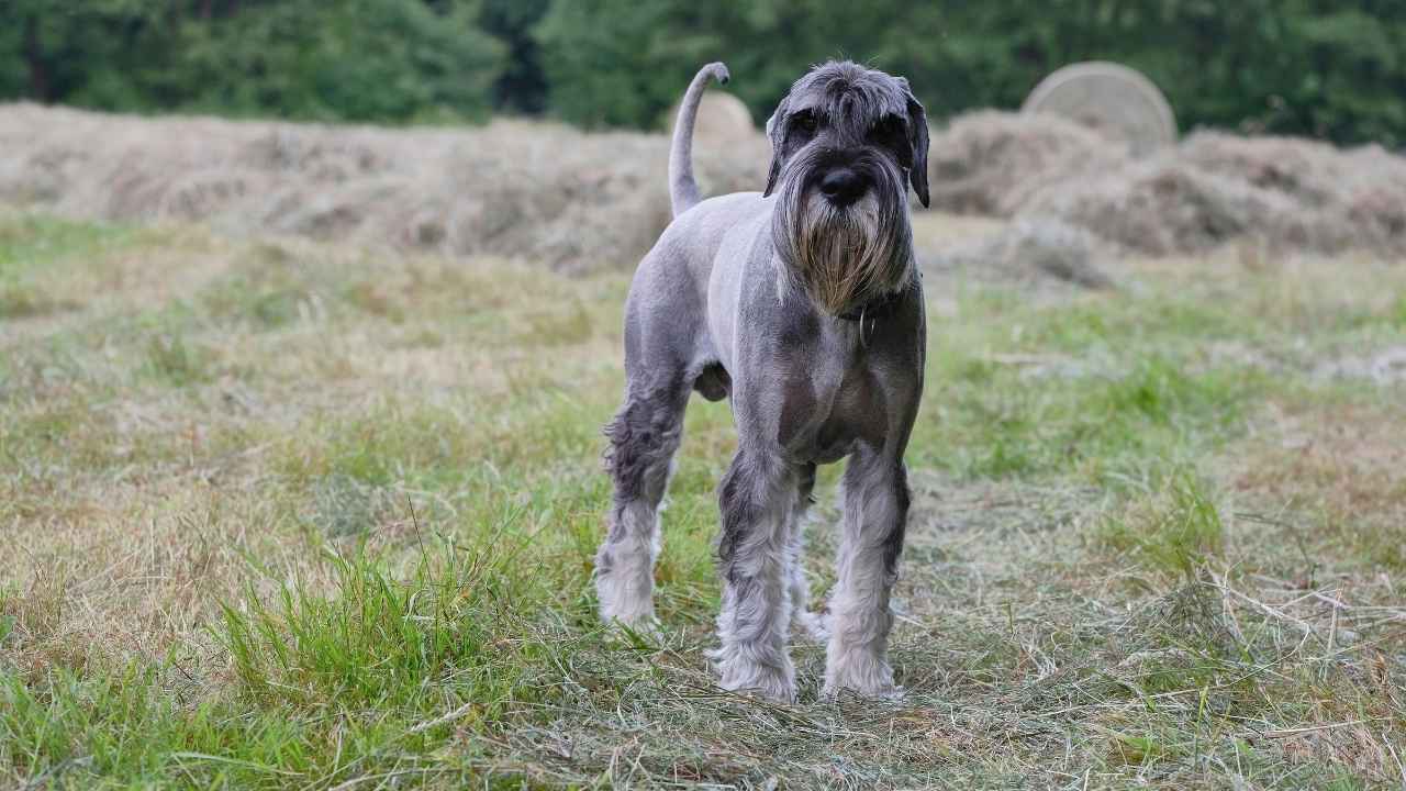 Standard Schnauzer