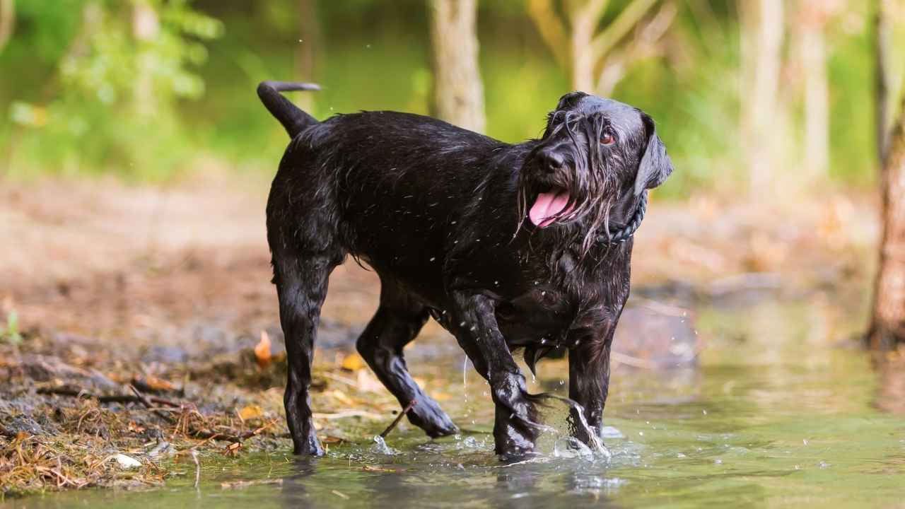 Standard Schnauzer