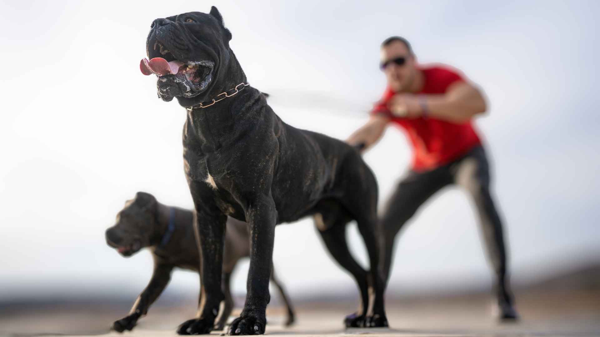 Strongest most Powerful Dog Breeds