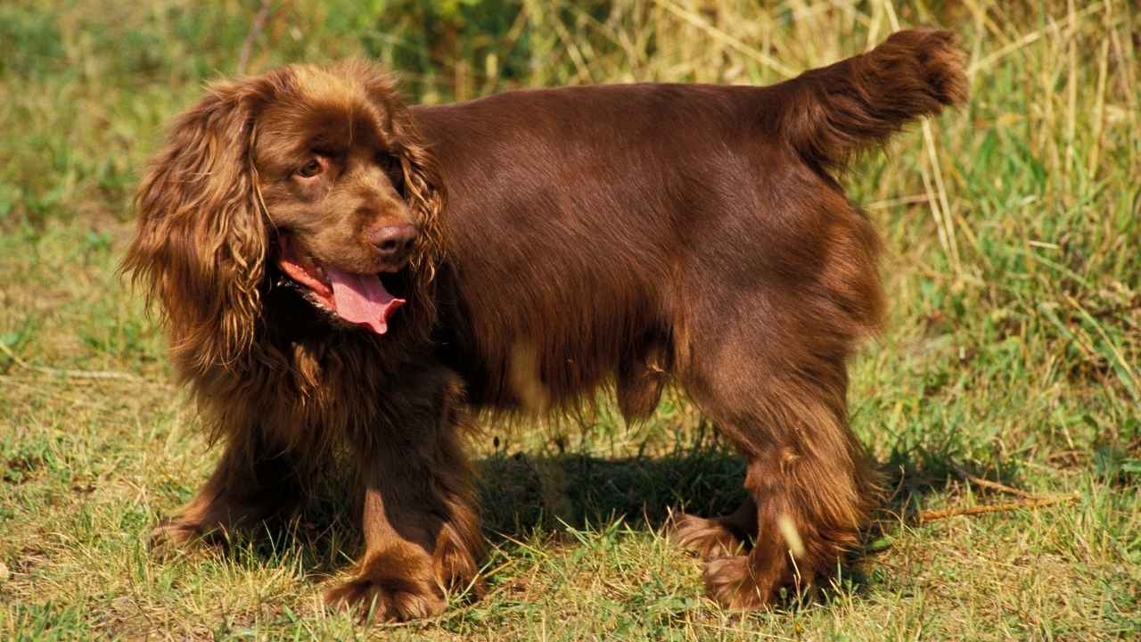 Sussex Spaniel