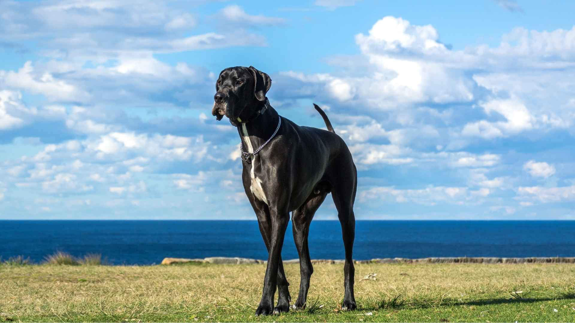 Tallest Dog Breeds