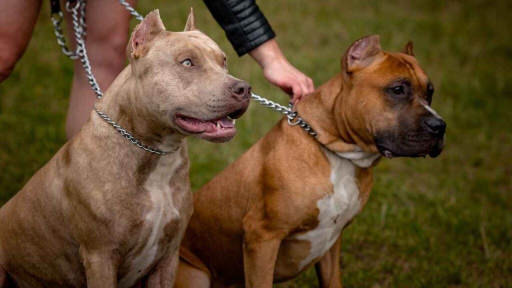 Temperament and Training Needs of Pit Bulls