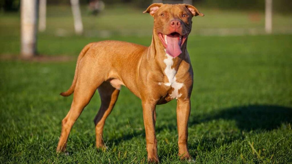 History and Appearance of Pitbulls