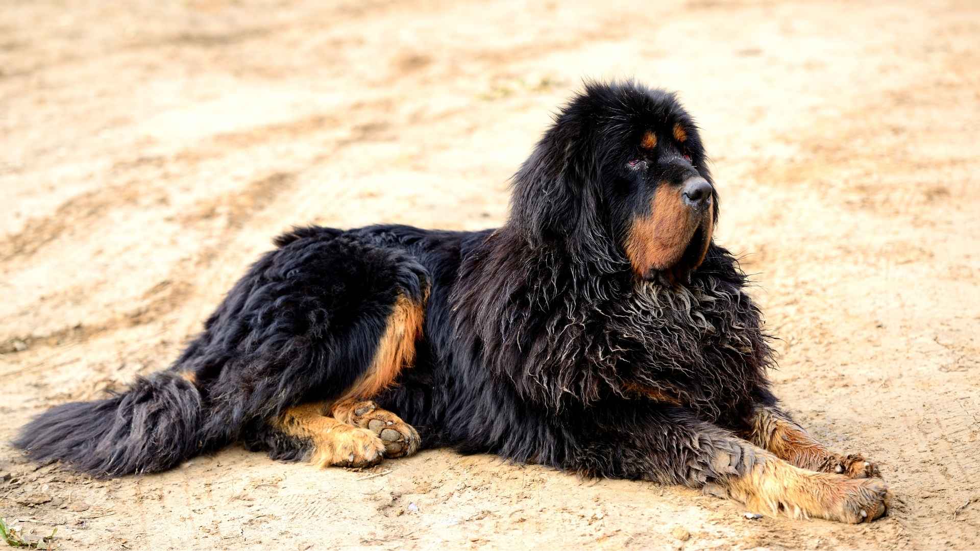 Tibetan Mastiff