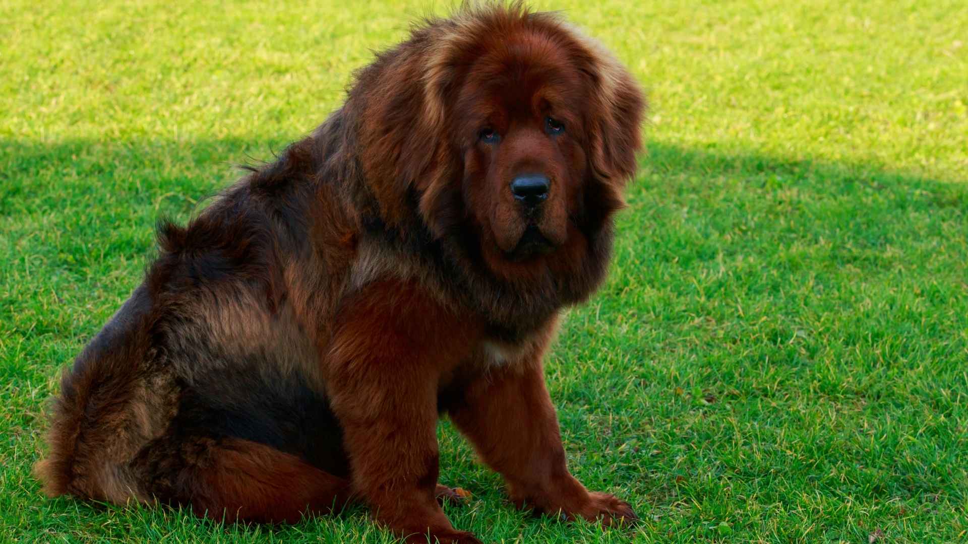 Tibetan Mastiff