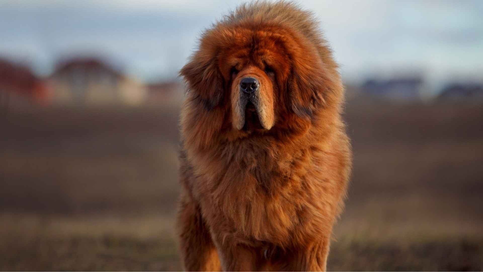 Tibetan Mastiff