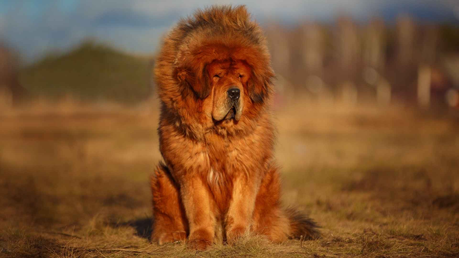 Tibetan Mastiff