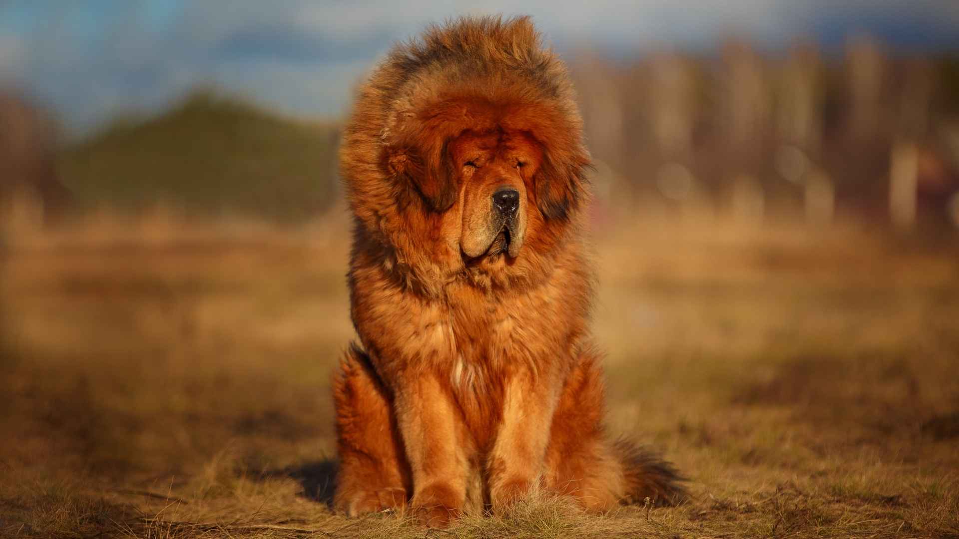 Tibetan Mastiff