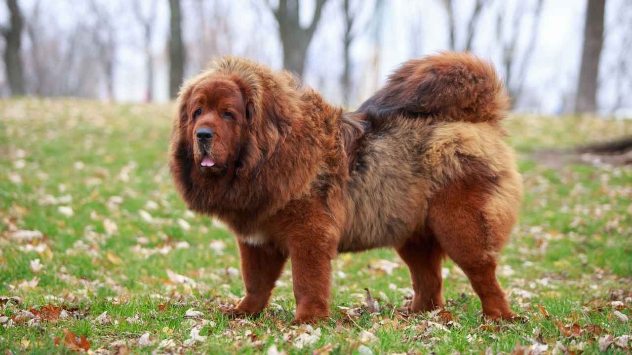 Tibetan Mastiff