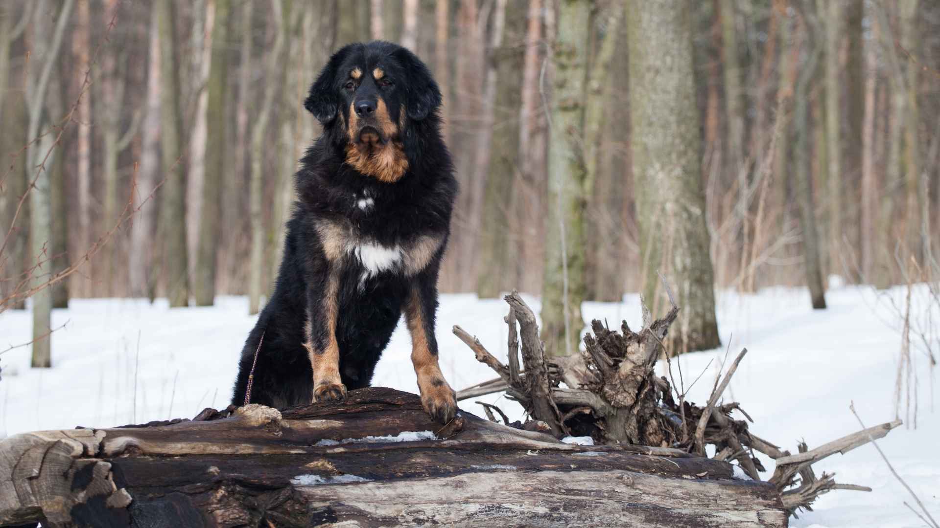 Tibetan Mastiff