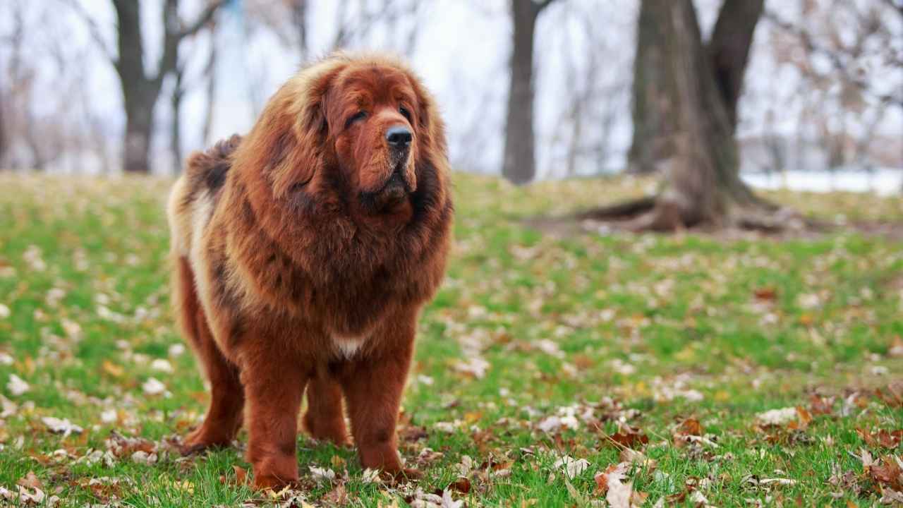 Tibetan Mastiff