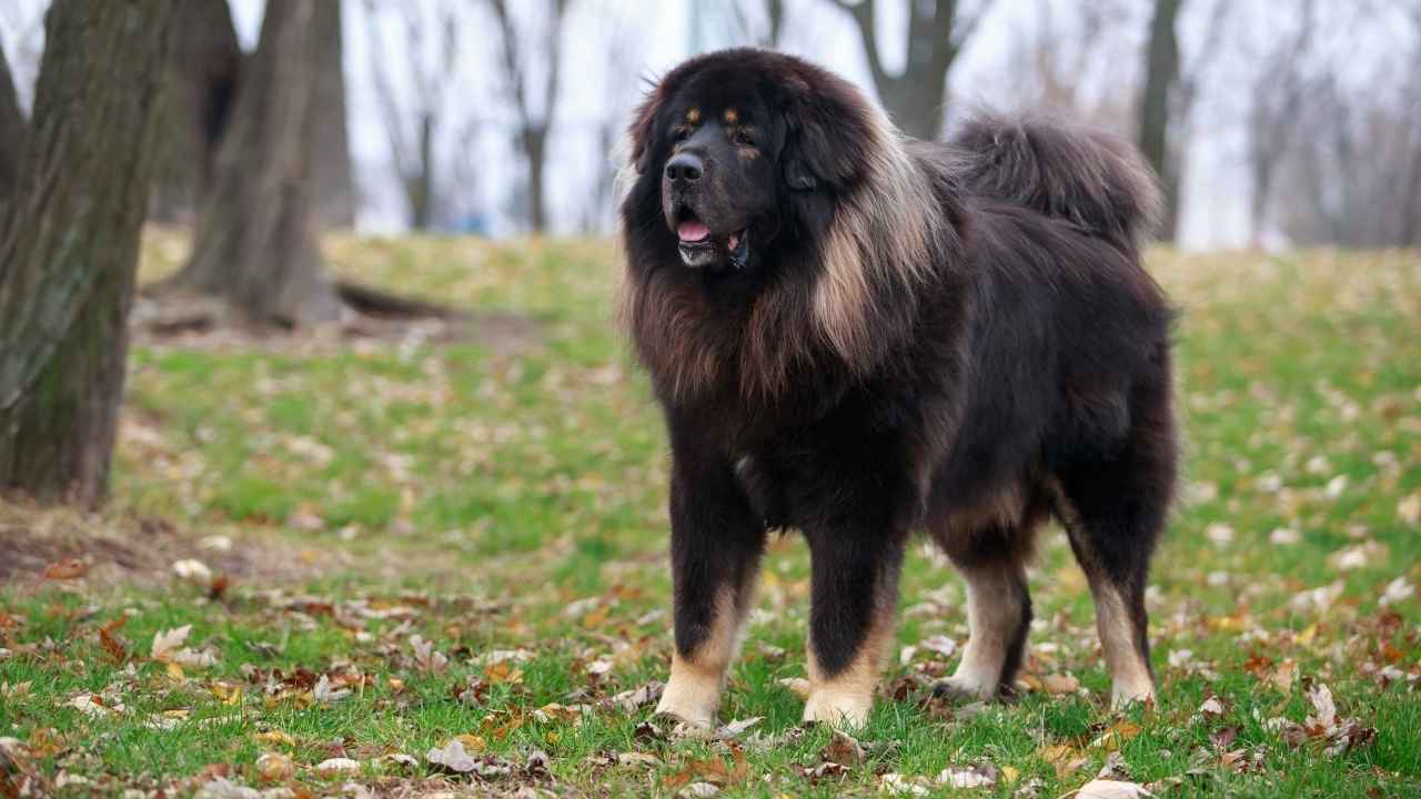 Tibetan Mastiff