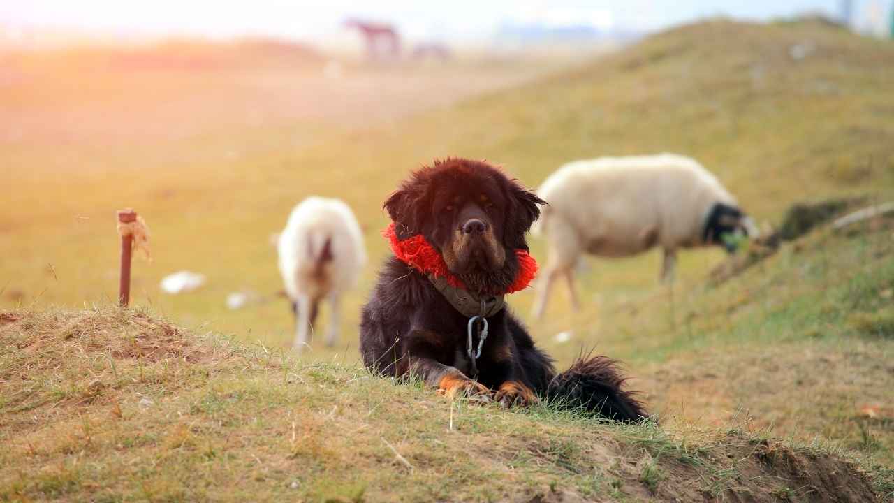 Tibetan Mastiff