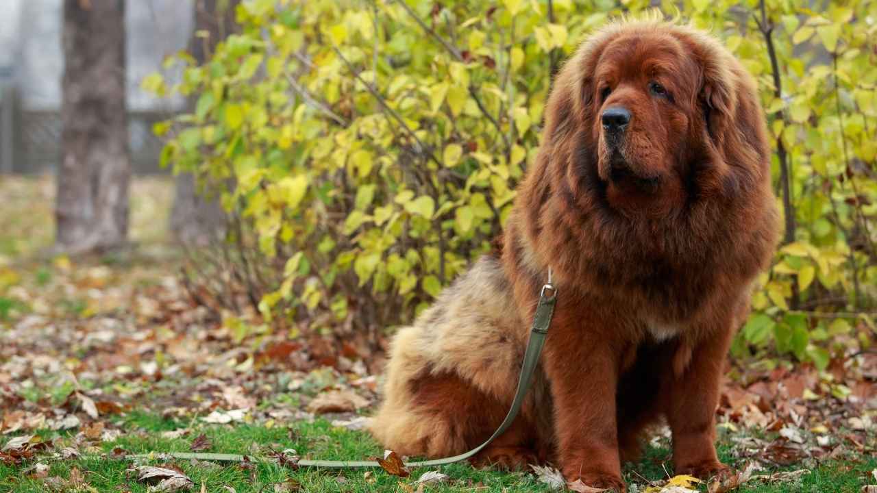 Tibetan Mastiff