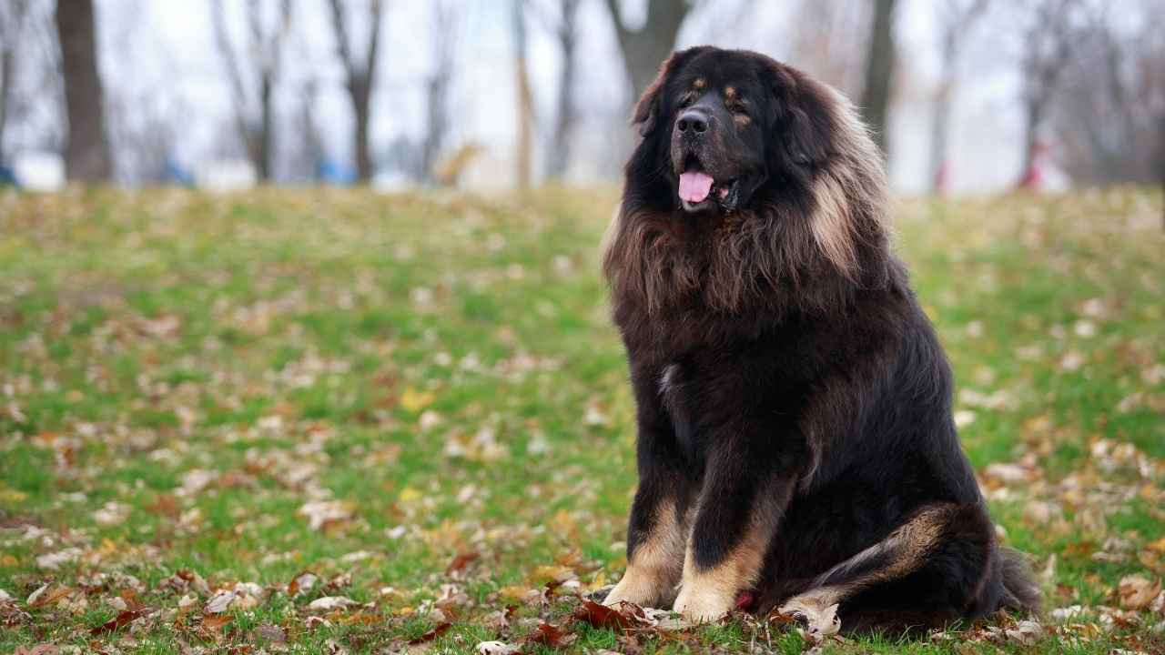 Tibetan Mastiff