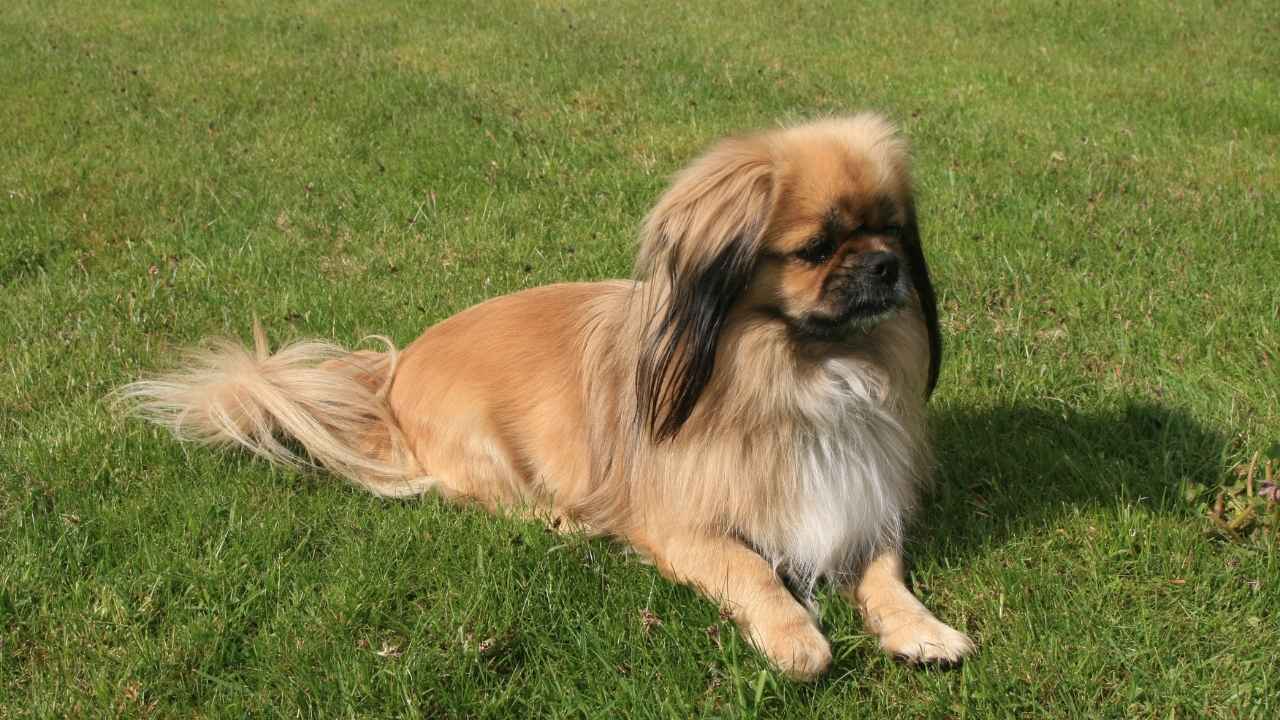 Tibetan Spaniel