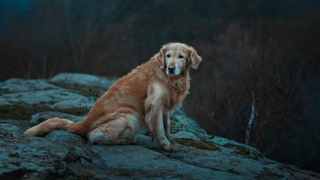 Tips for Evacuating with an Anxious Dog During a Natural Disaster