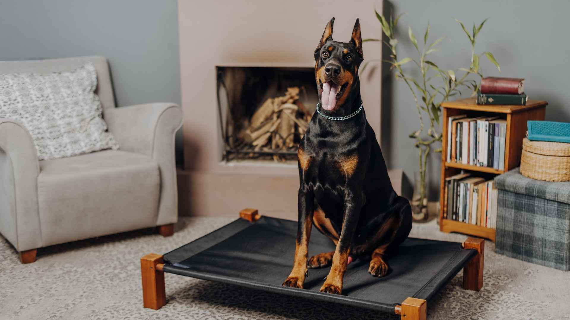 Top 7 Best Indoor Guard Dog Breeds for Family Protection and Companionship