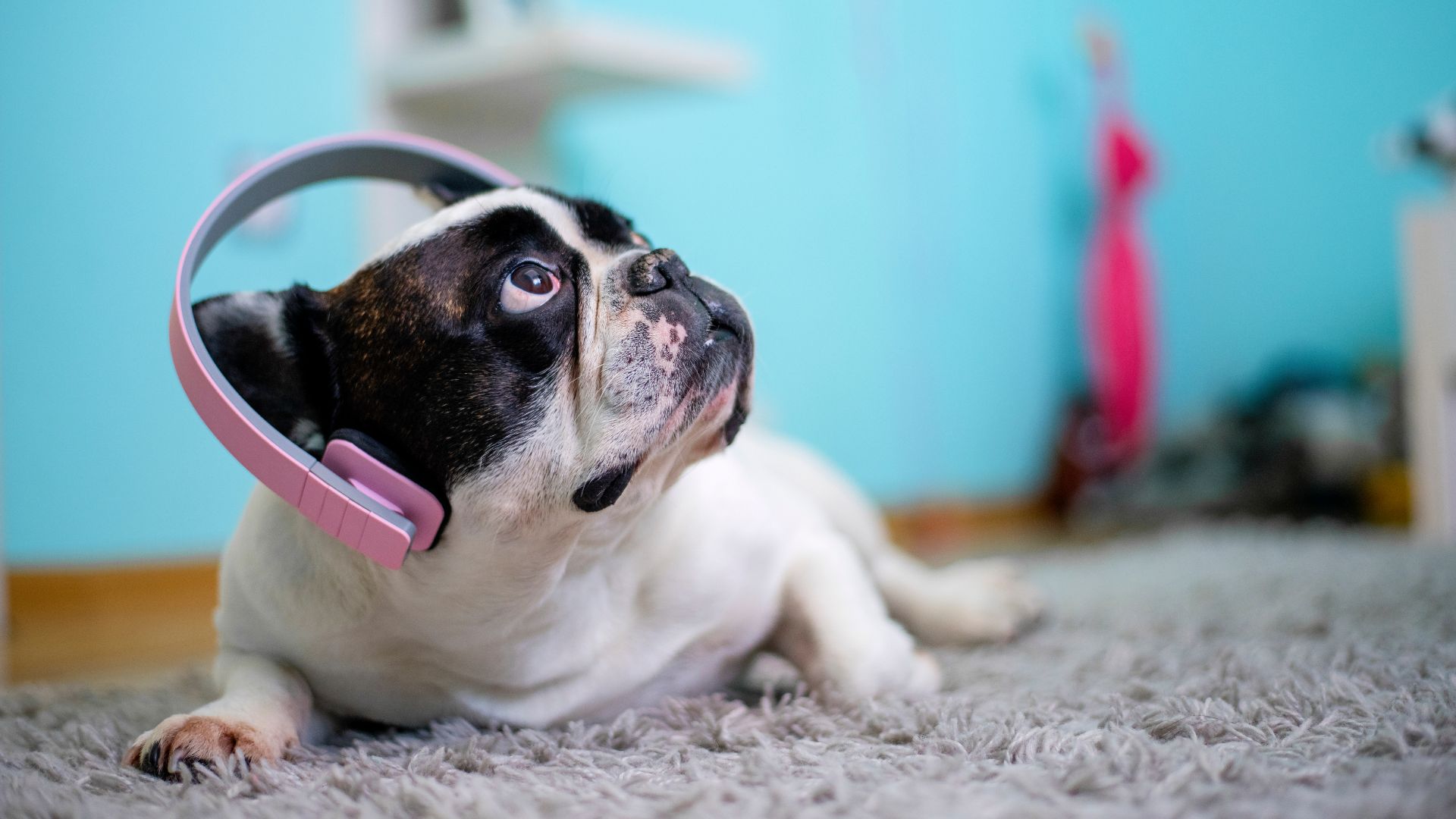 Top 7 Dog Breeds Who Absolutely Love Music