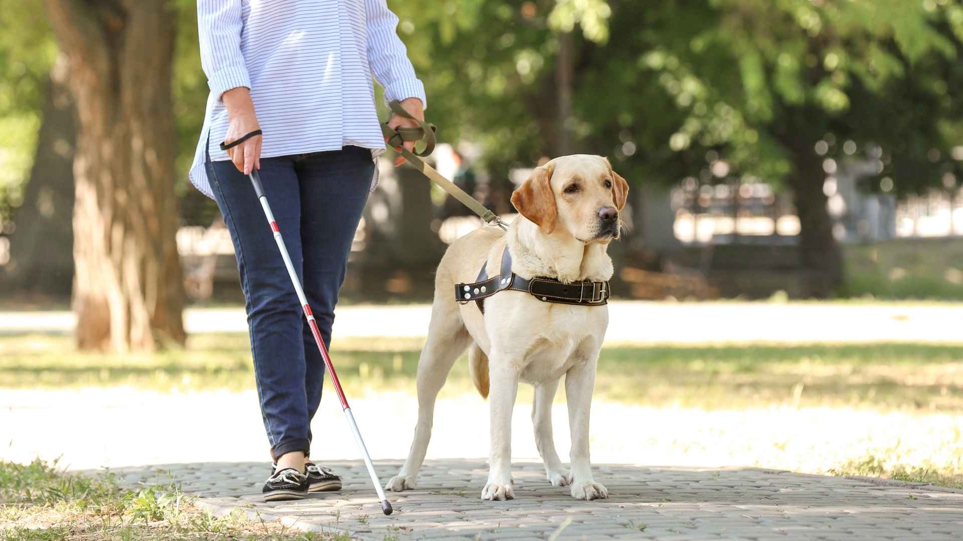 Top 7 Service Dog Breeds for Guiding the Blind