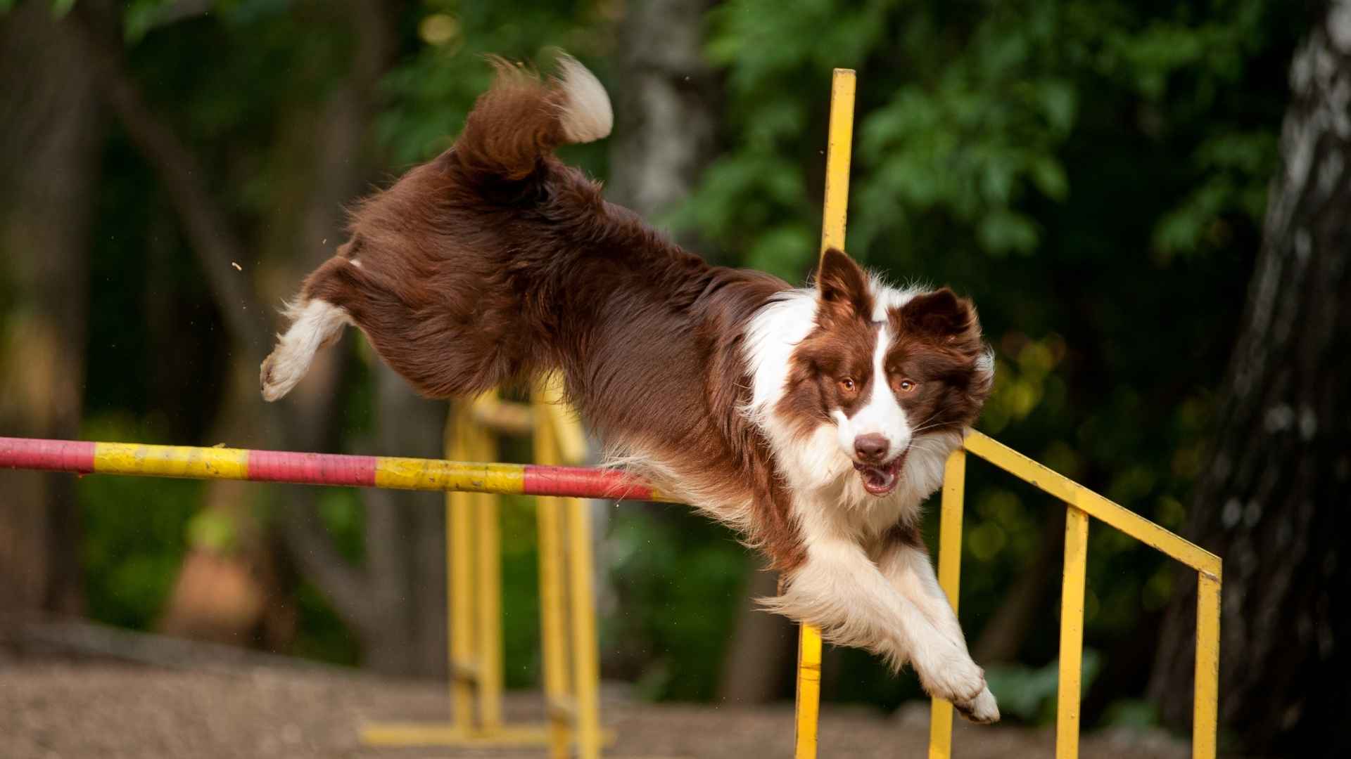 Top Dog Breeds That Are Born Performers