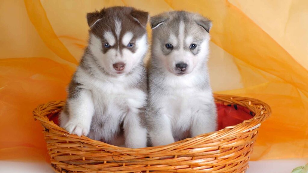 Top Dog Breeds with Most Beautiful Puppies