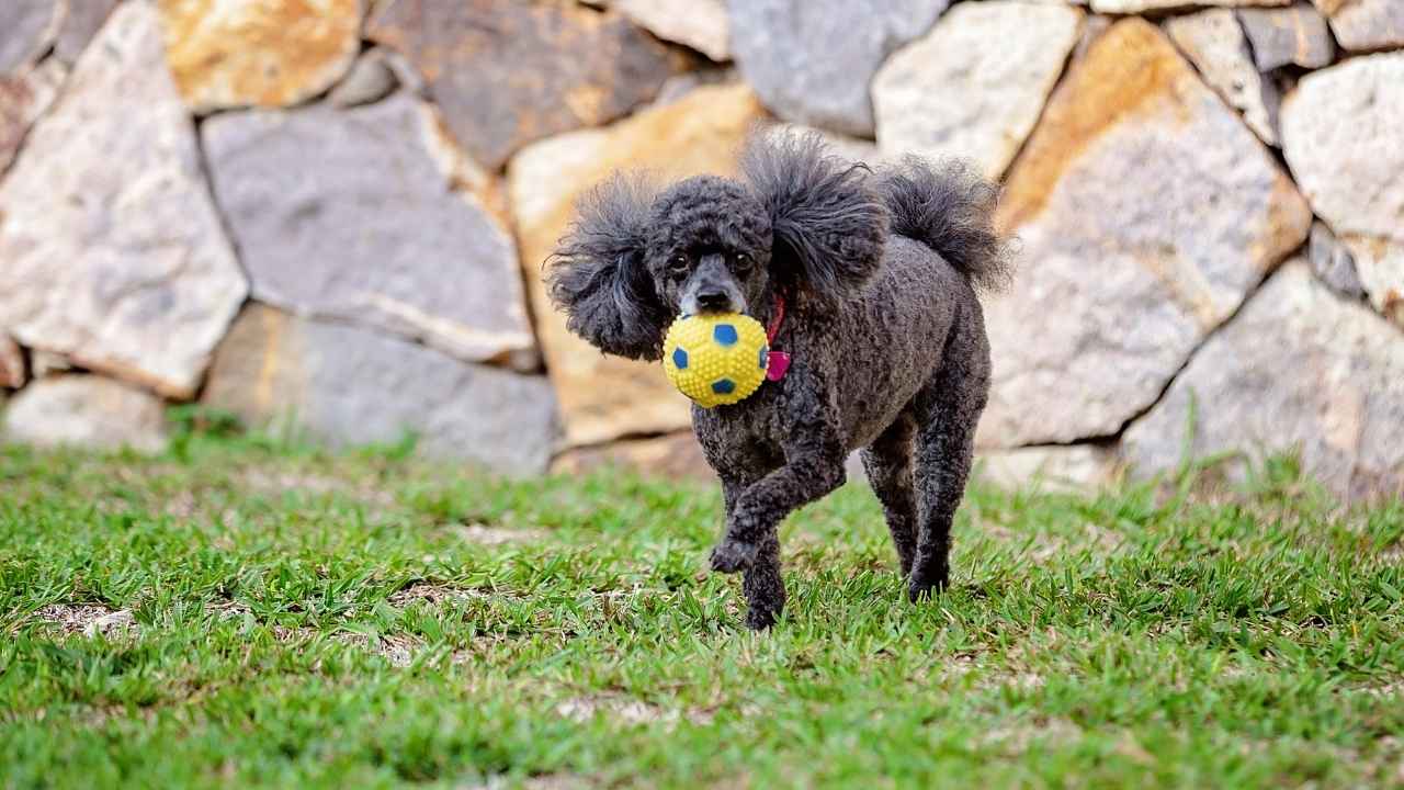 Miniature Poodle