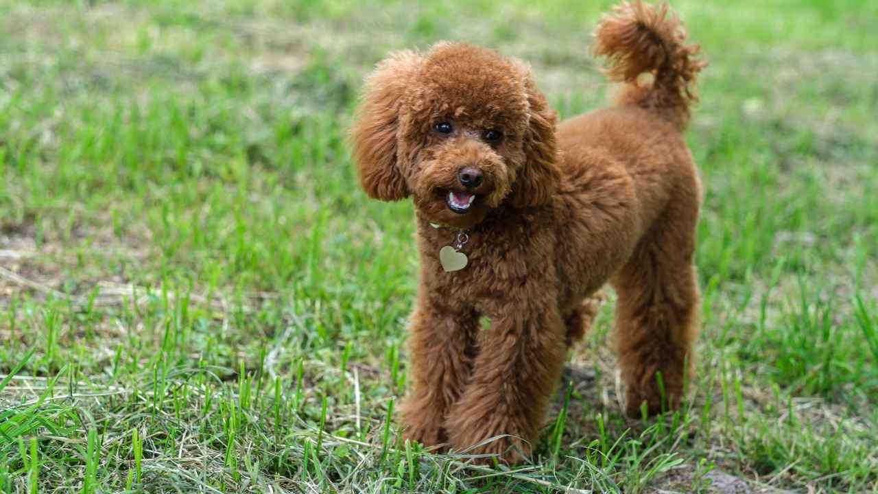 Miniature Poodle