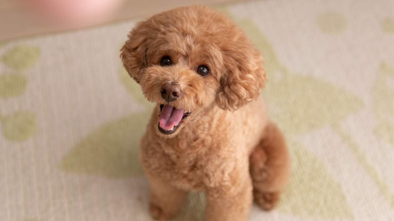 Toy Poodle