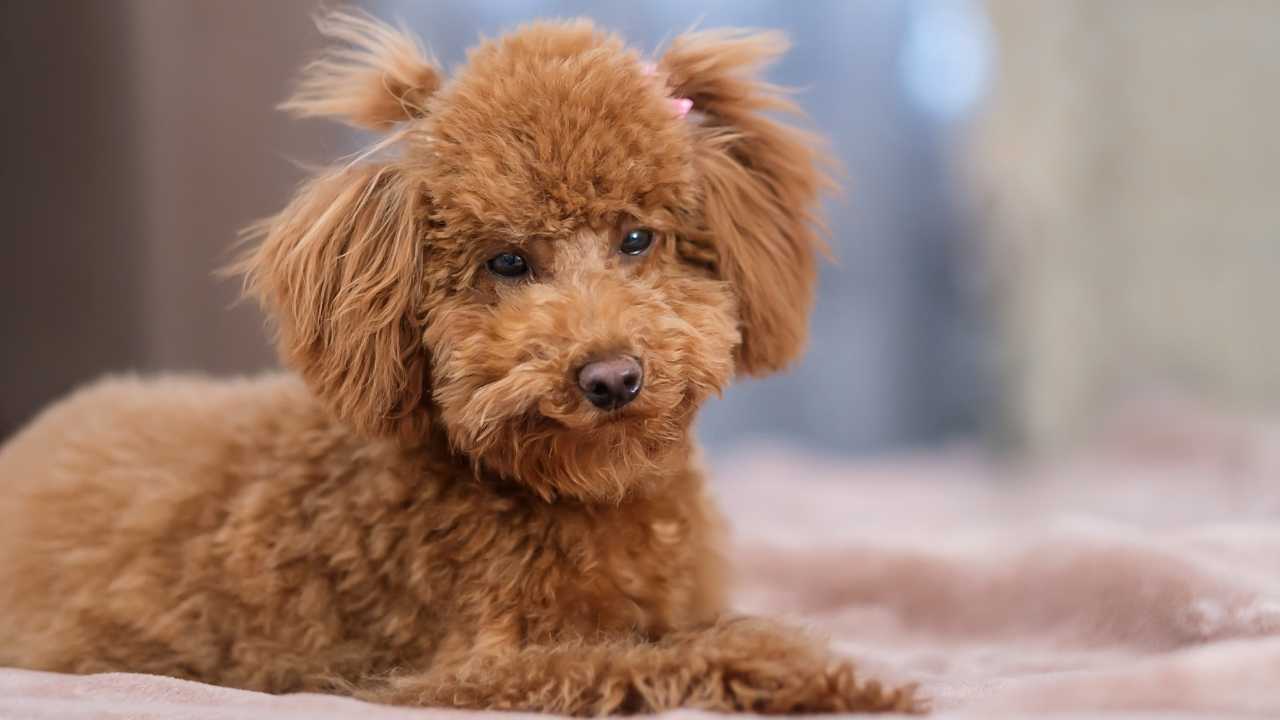 Toy Poodle