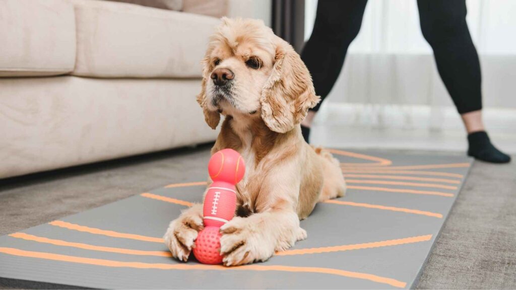 Toy Trawler Spaniel