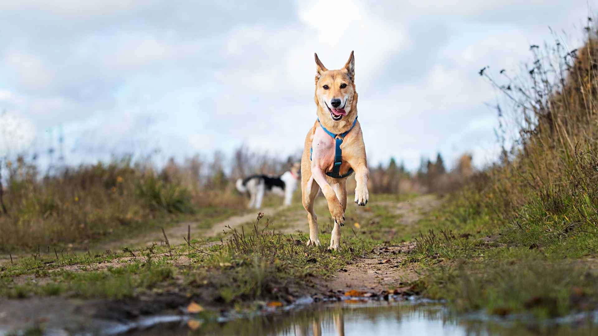 Trail Running Dog 1