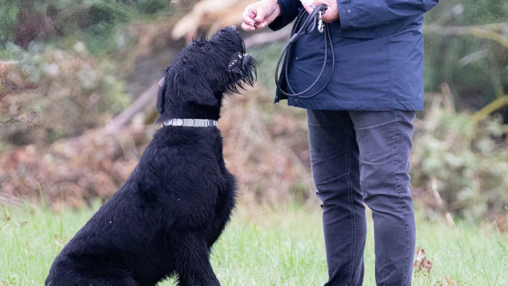 Training a Schnauzer