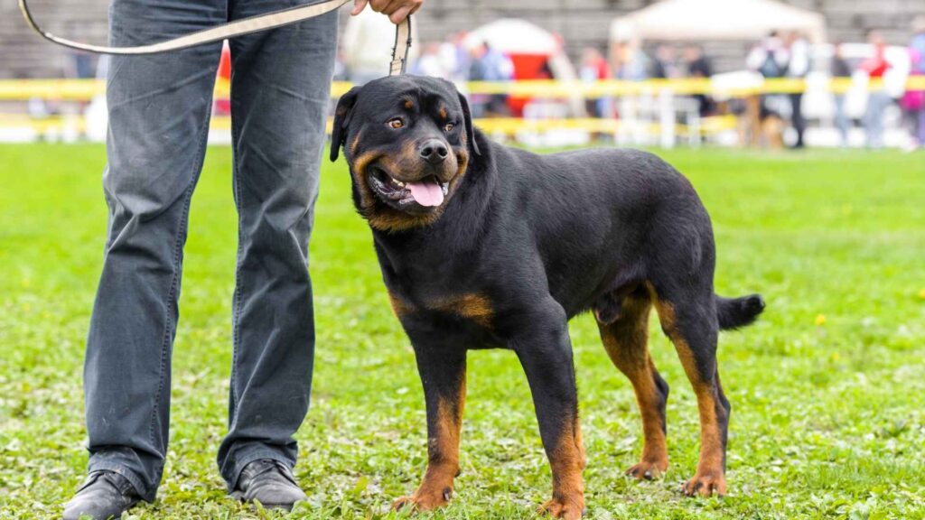 Training and Socializing a Rottweiler