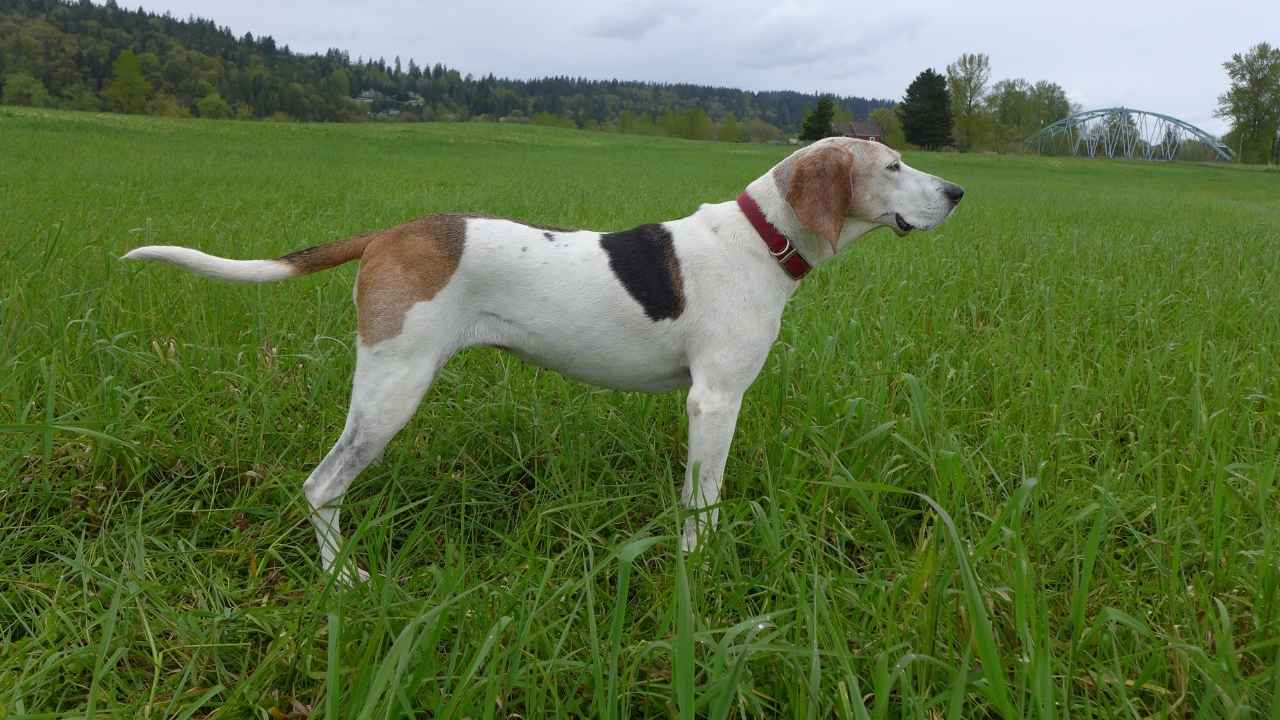 Treeing Walker Coonhound